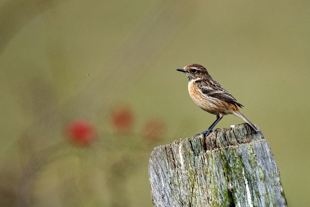 Braunkehlchen