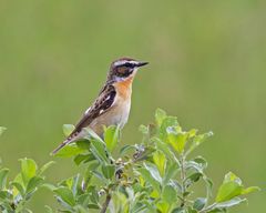 Braunkehlchen