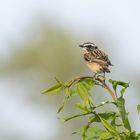 Braunkehlchen