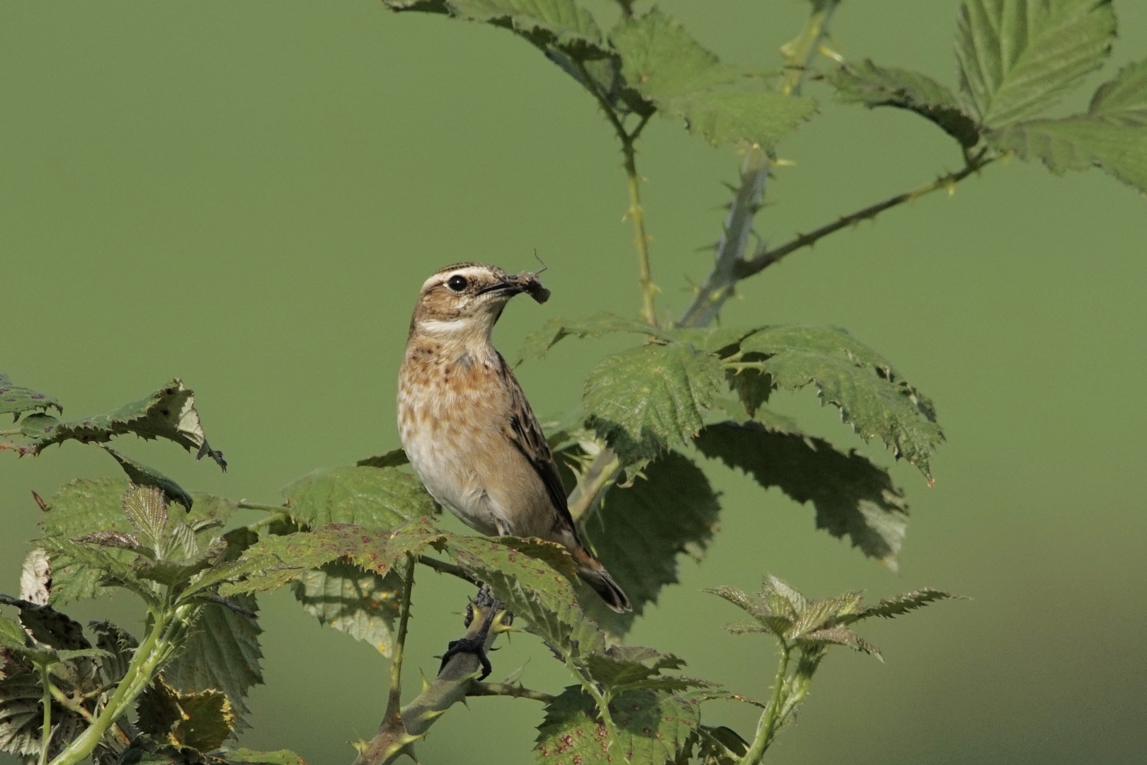 Braunkehlchen      