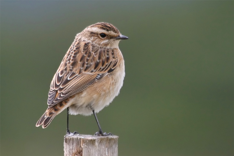 Braunkehlchen