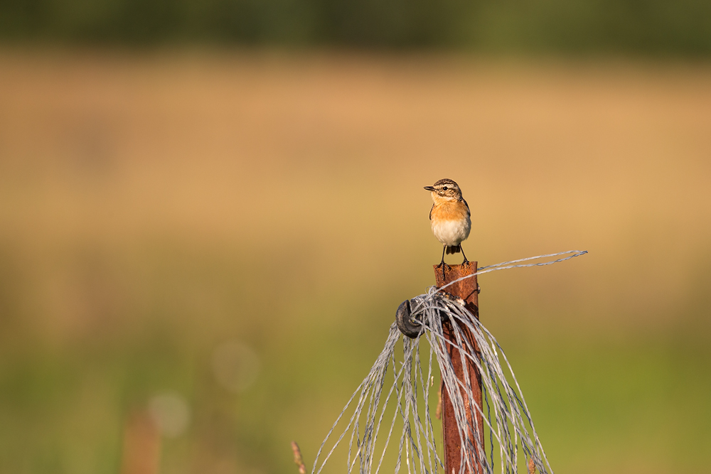 Braunkehlchen beim abendlichen Gesang