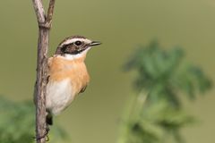 Braunkehlchen