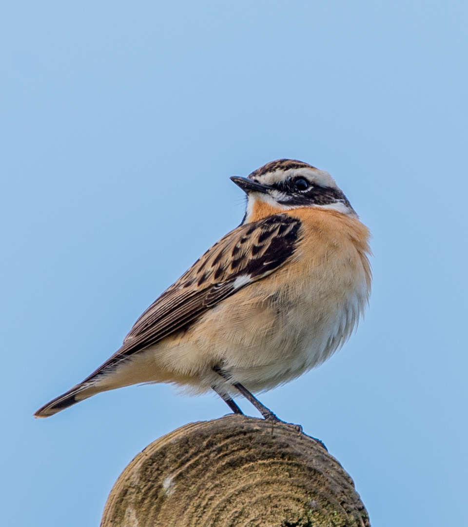 Braunkehlchen 