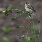 Braunkehlchen 