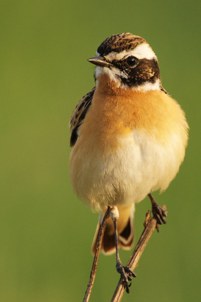 Braunkehlchen