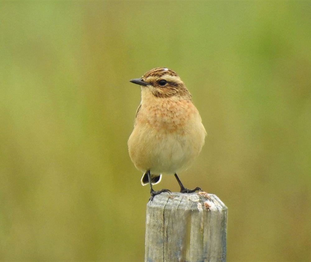 Braunkehlchen