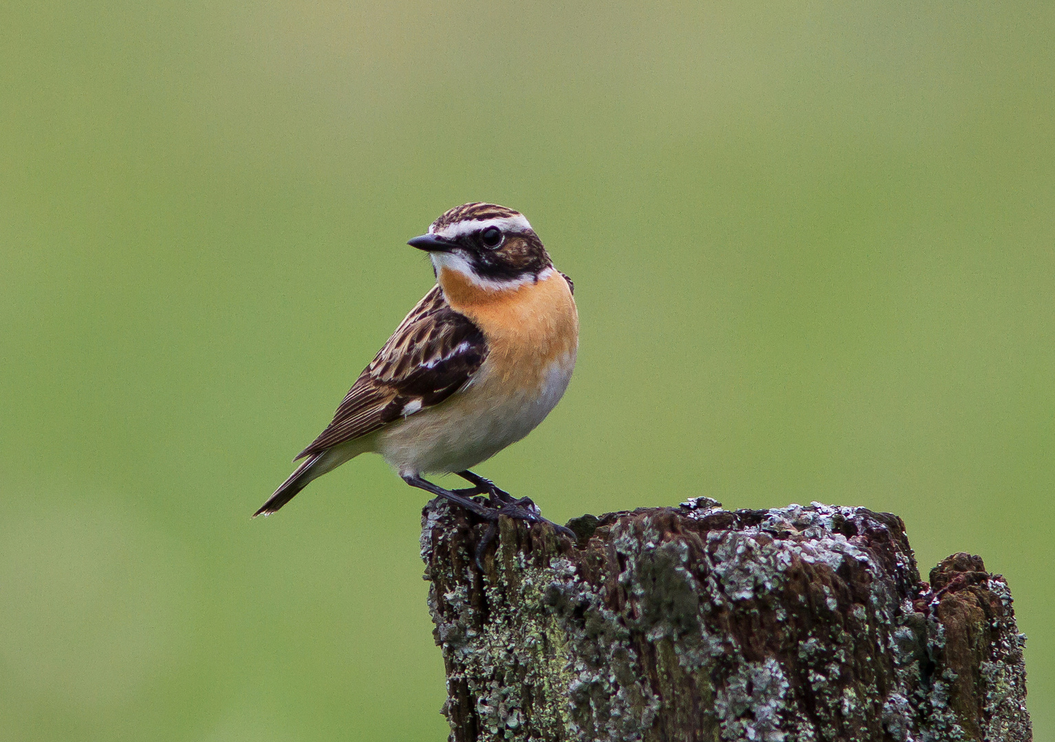 Braunkehlchen