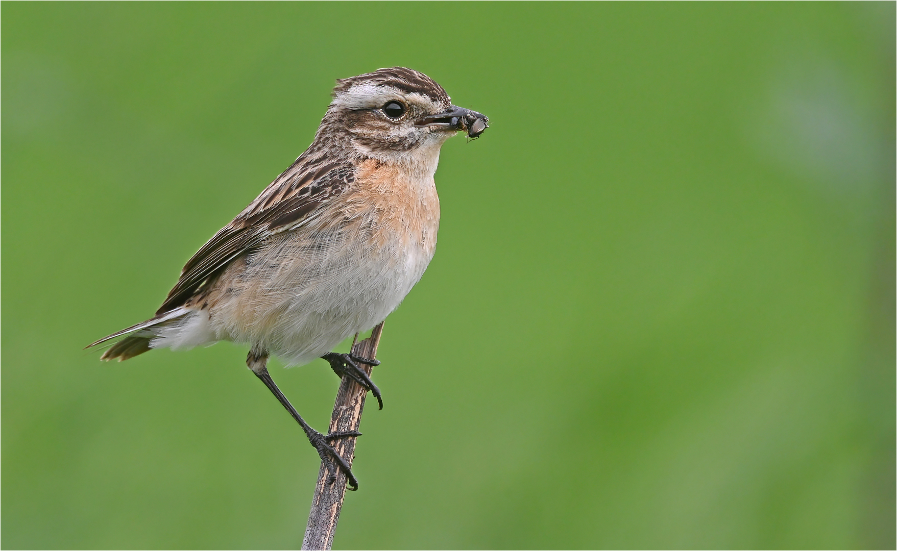 Braunkehlchen 