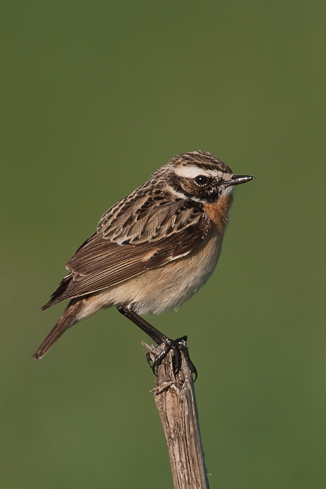 Braunkehlchen