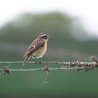 Braunkehlchen