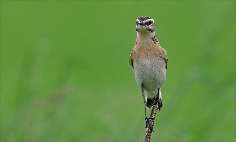 Braunkehlchen