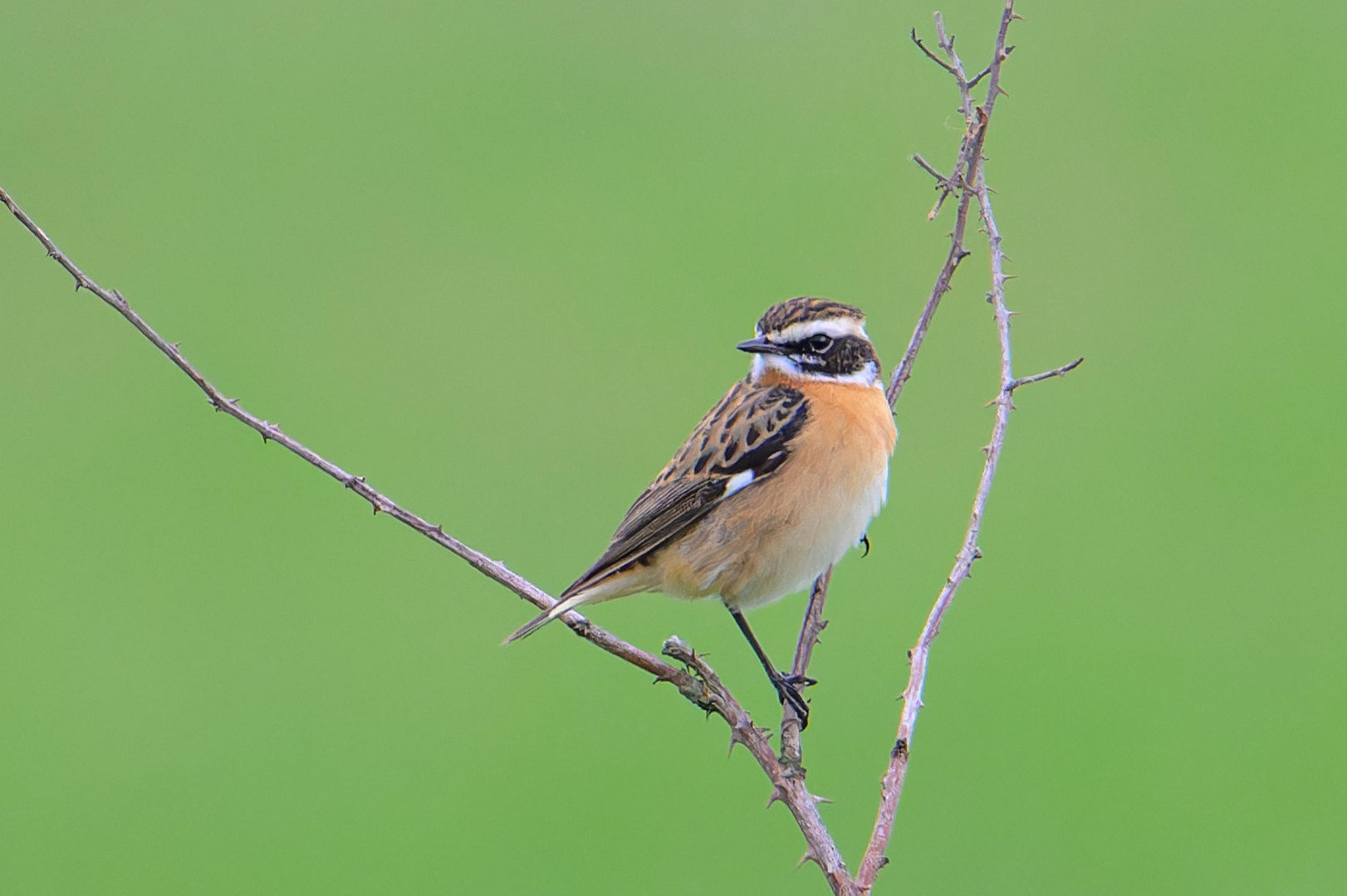 Braunkehlchen