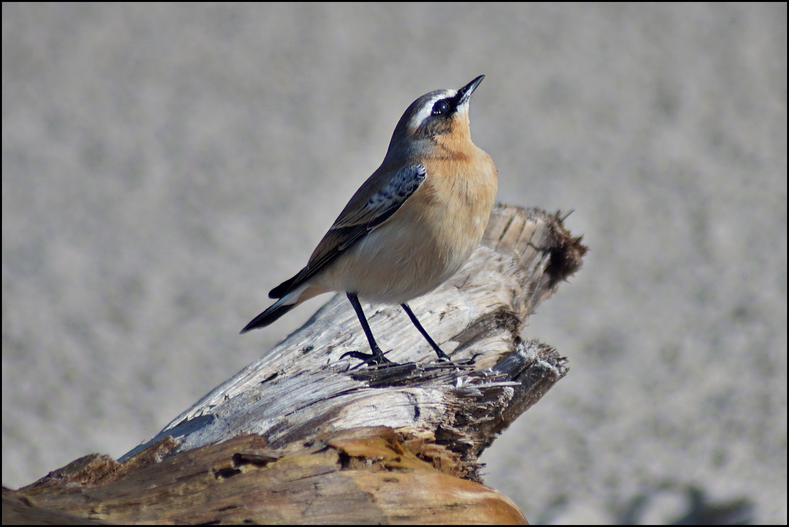 Braunkehlchen