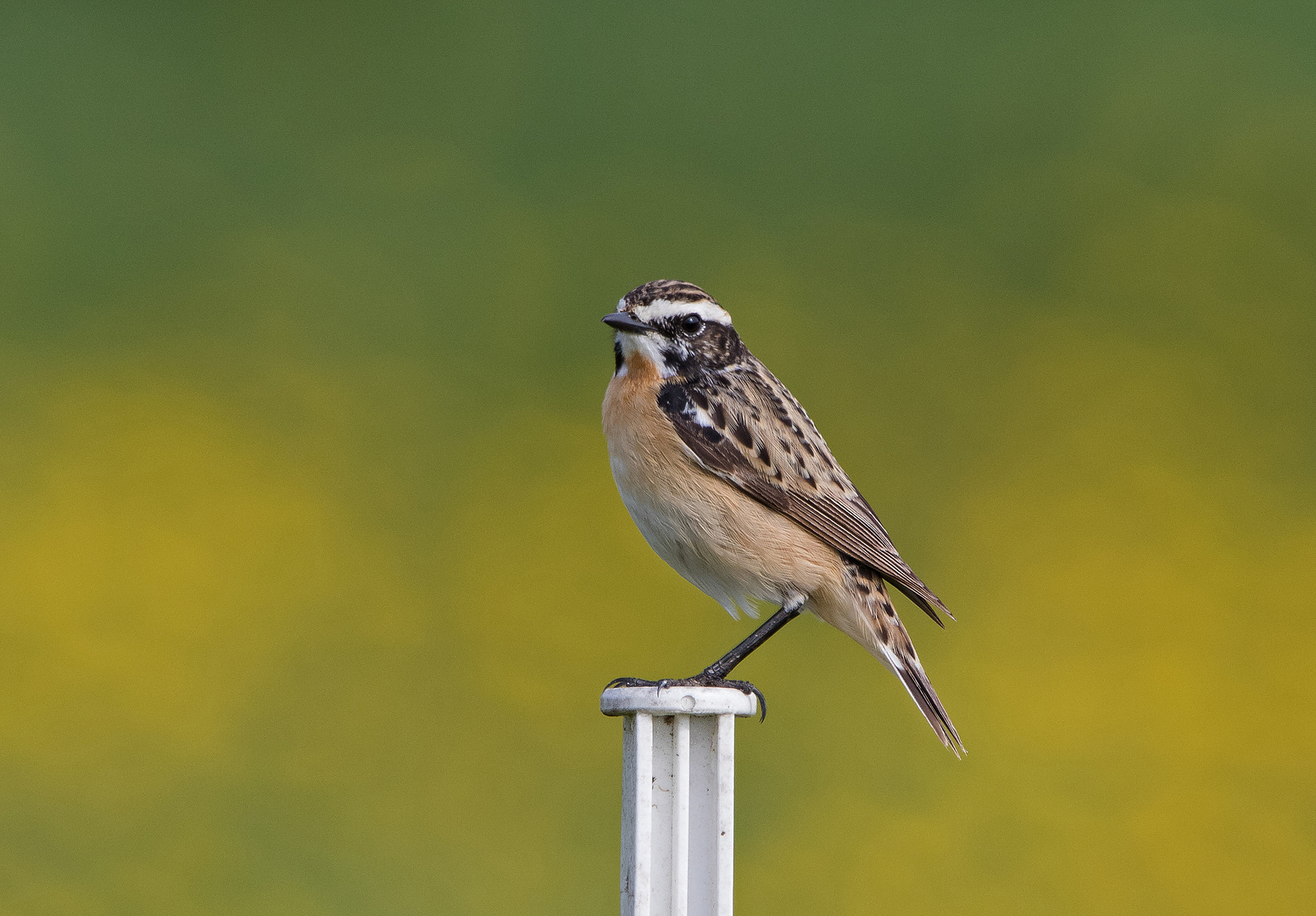 Braunkehlchen