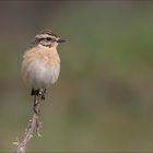 Braunkehlchen