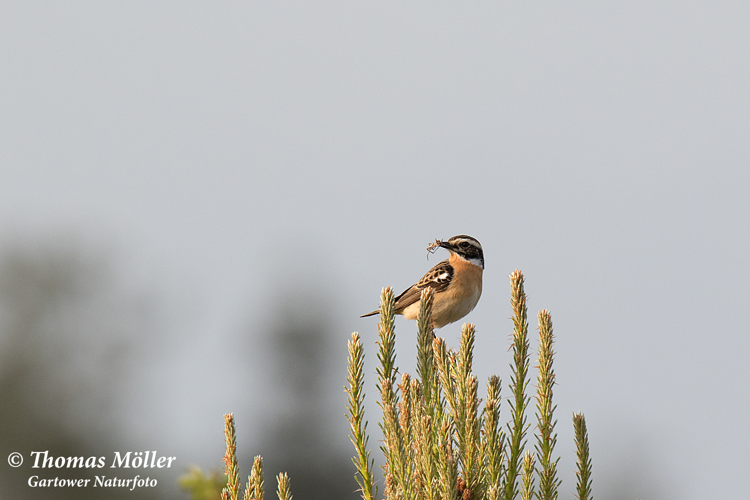 Braunkehlchen, Futter tragend