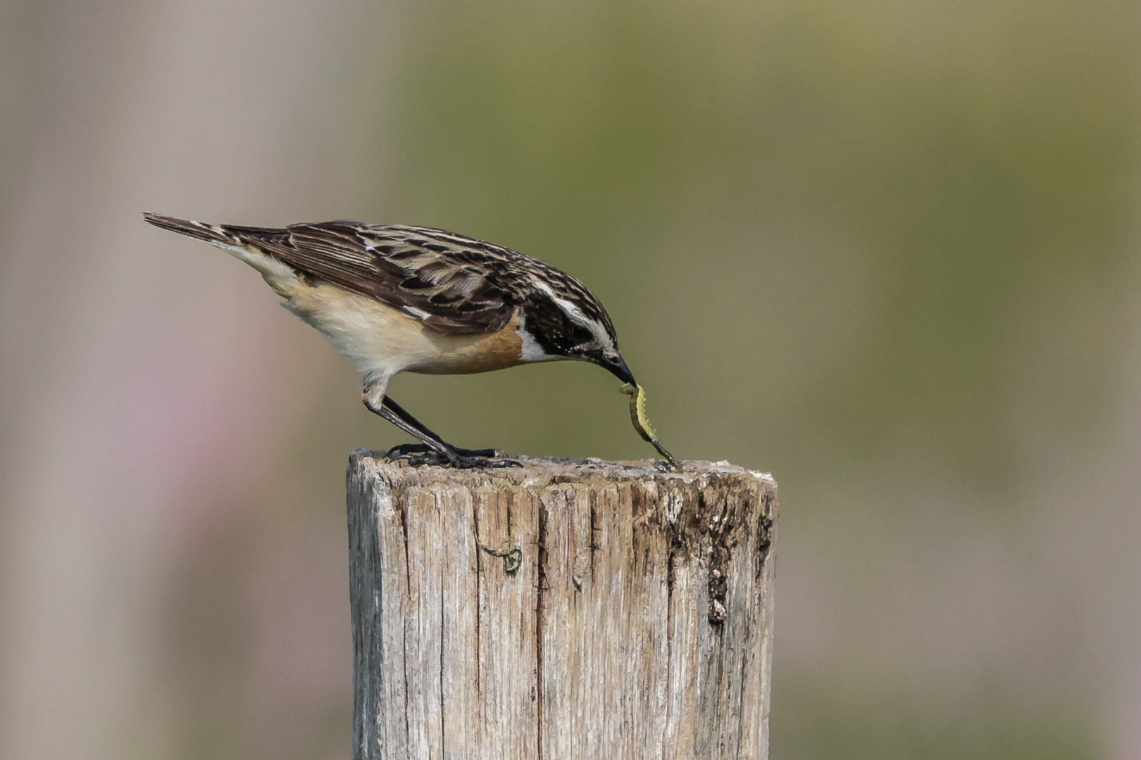 Braunkehlchen  Hahn  frisst wie bienenfresserlike