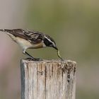 Braunkehlchen  Hahn  frisst wie bienenfresserlike