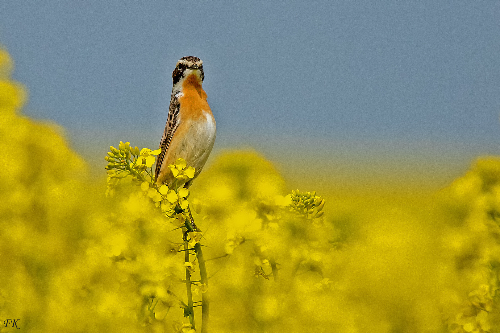 Braunkehlchen Hahn ist Neugierig .