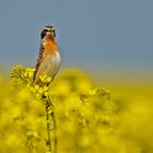 Braunkehlchen Hahn ist Neugierig .