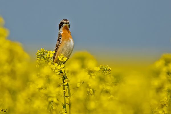 Braunkehlchen Hahn ist Neugierig .