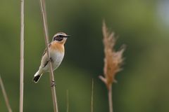 Braunkehlchen, Hahn (Saxicola ruberta)