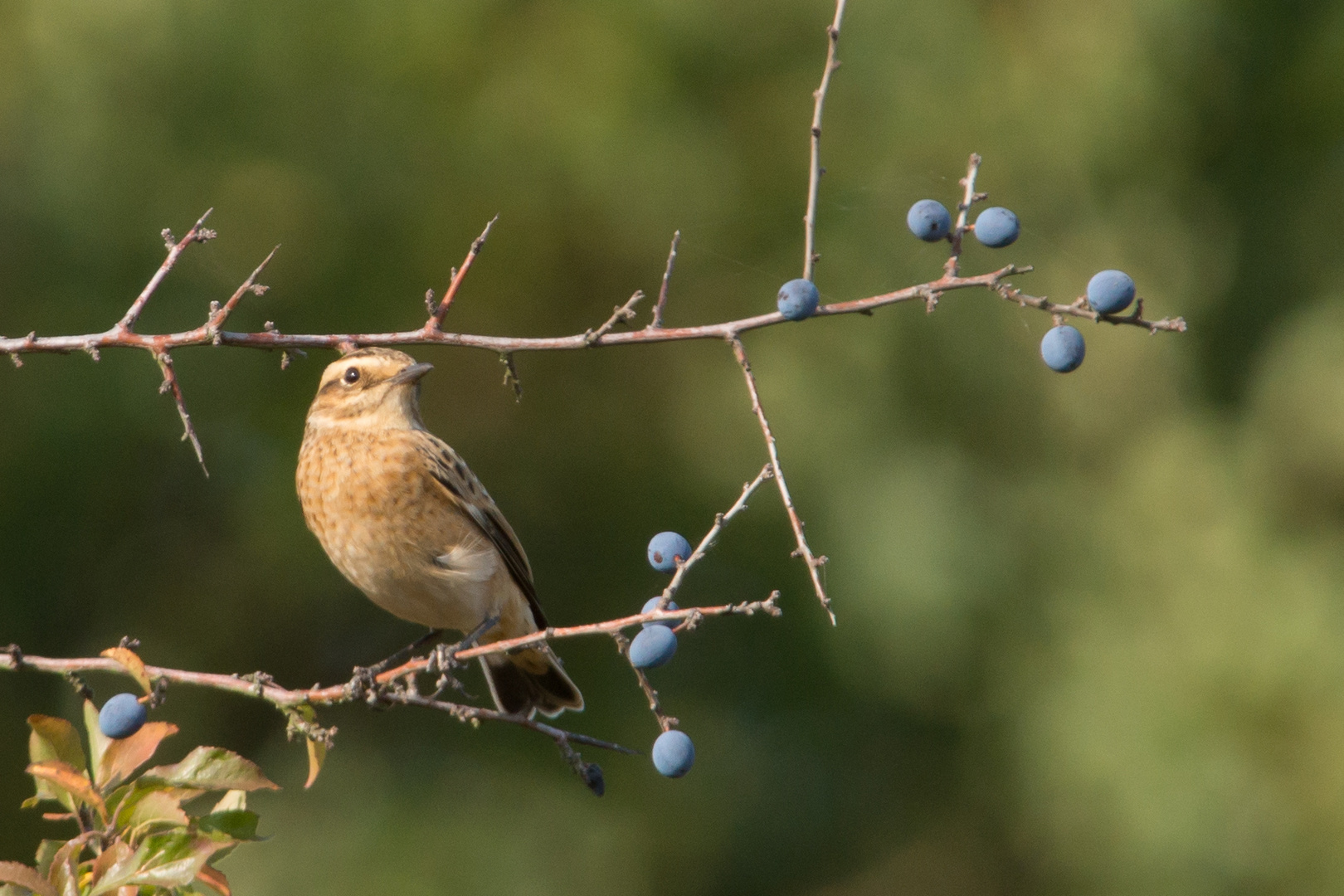 Braunkehlchen      im Herbst   2020