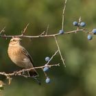 Braunkehlchen      im Herbst   2020