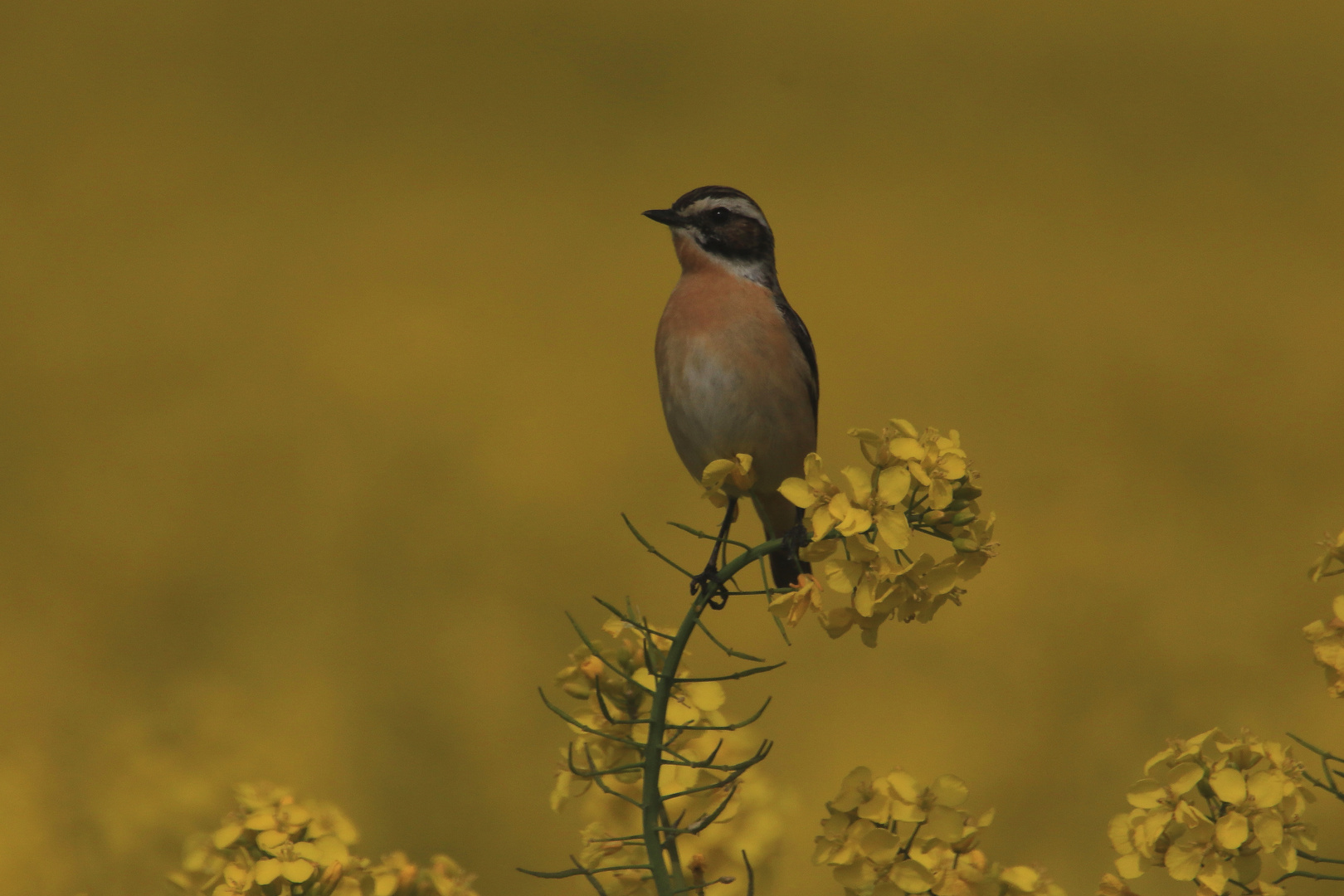 Braunkehlchen im Raps