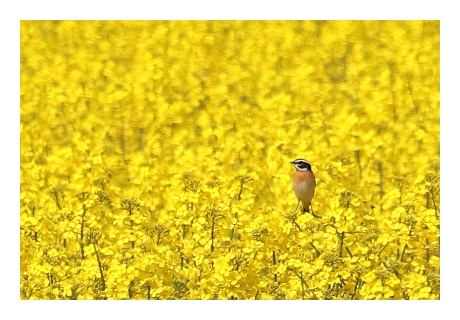 Braunkehlchen im Raps 