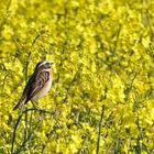 Braunkehlchen im Raps