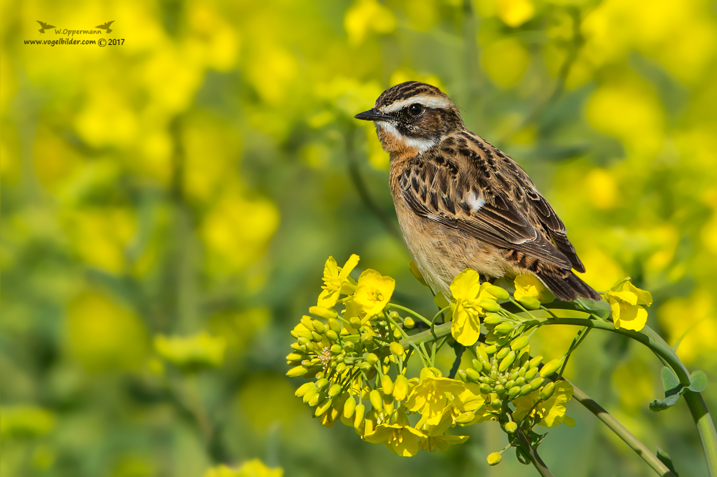 Braunkehlchen im Raps