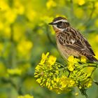 Braunkehlchen im Raps