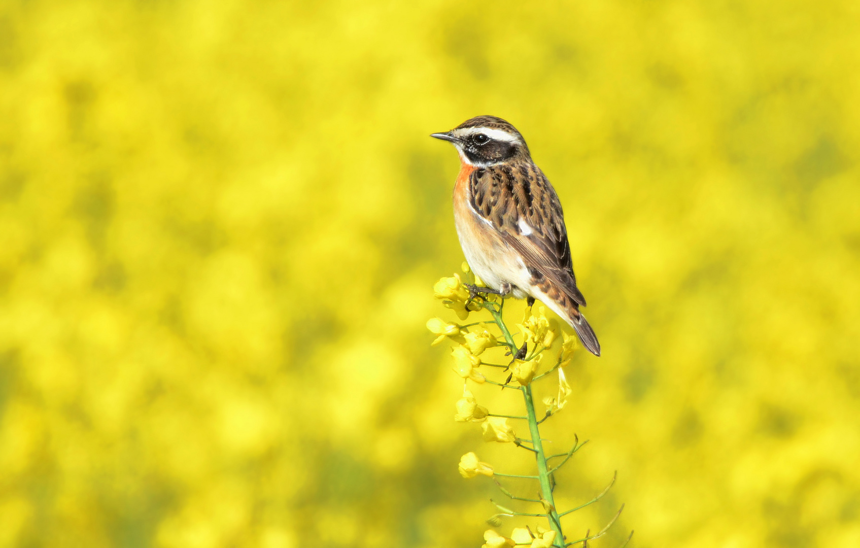 Braunkehlchen im Raps