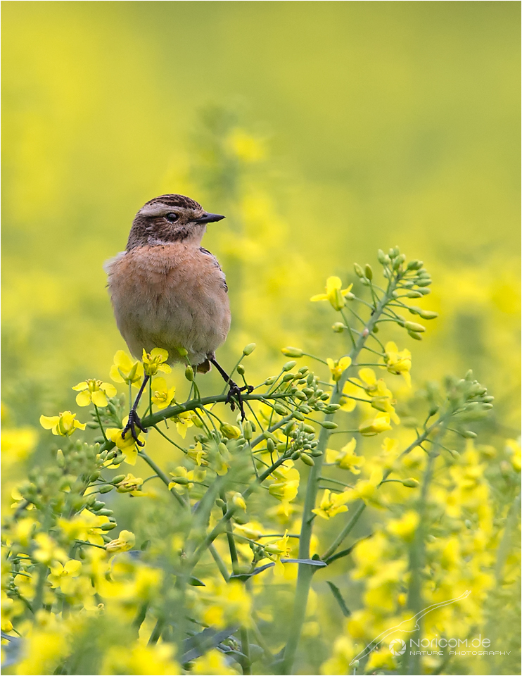 Braunkehlchen im Raps