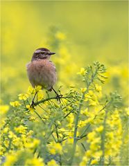 Braunkehlchen im Raps