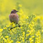 Braunkehlchen im Raps