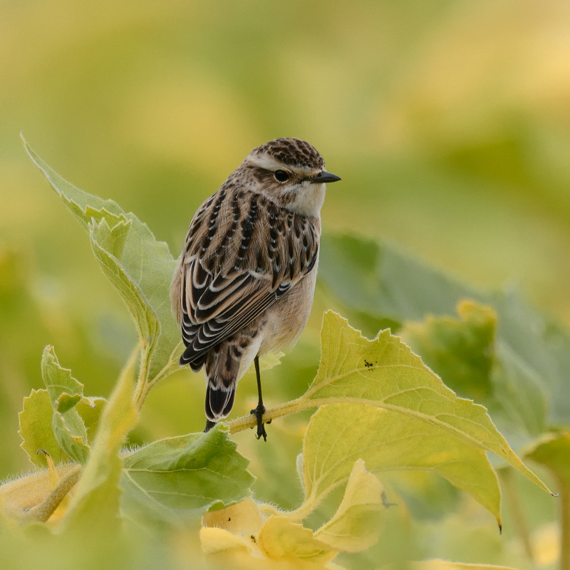 Braunkehlchen im Sonnenblumenfeld