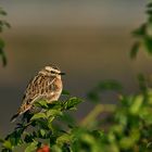 Braunkehlchen im Spätsommer