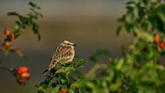 Braunkehlchen im Spätsommer