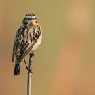 Braunkehlchen ist Vogel des Jahres 2023! 