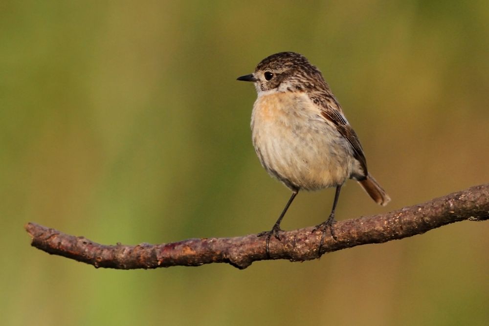 Braunkehlchen (Jungvogel)