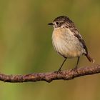 Braunkehlchen (Jungvogel)