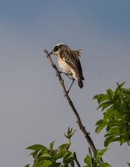 Braunkehlchen m. #1