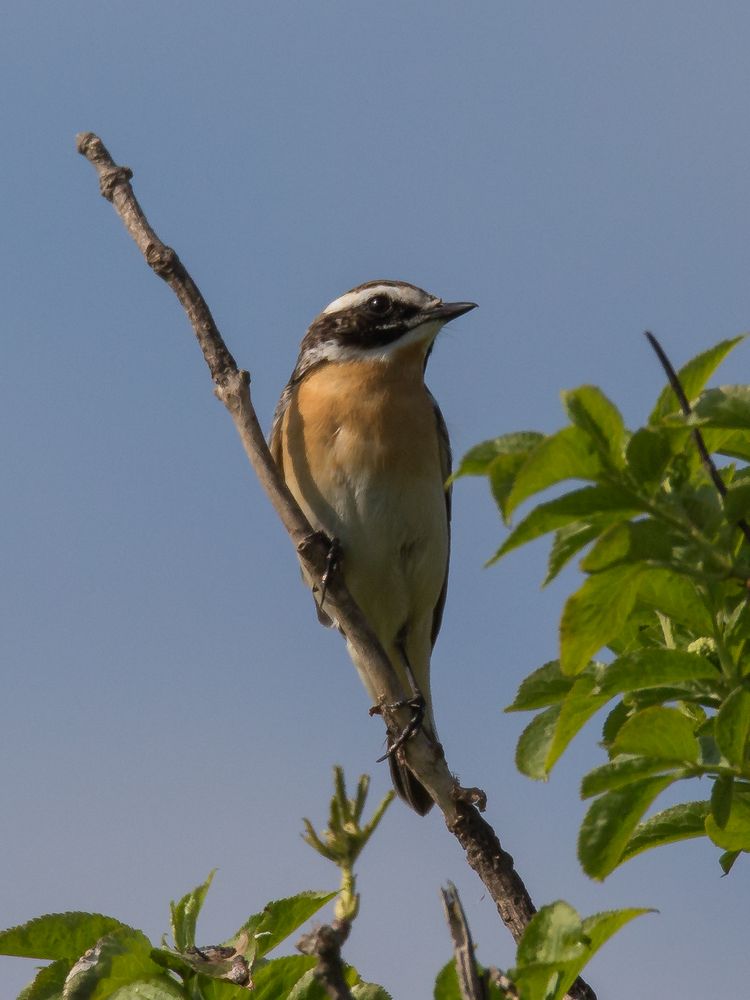 Braunkehlchen m. #2