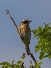 Braunkehlchen m. #2