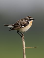 Braunkehlchen m. (Saxicola rubetra)