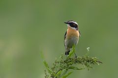 Braunkehlchen Männchen