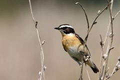 Braunkehlchen- Männchen (Saxicola rubetra)